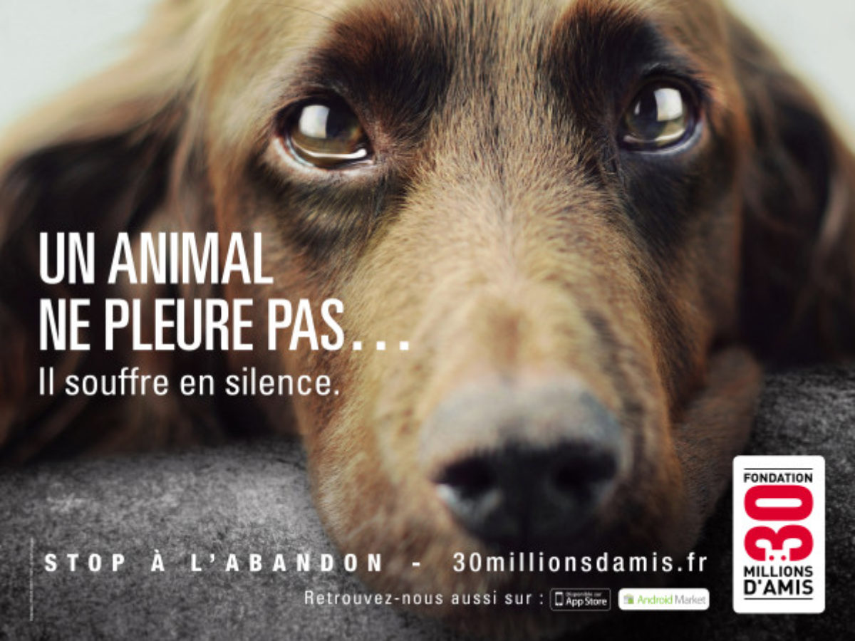 Abandon D Animaux Lettre Ouverte Aux Cons Egoistes