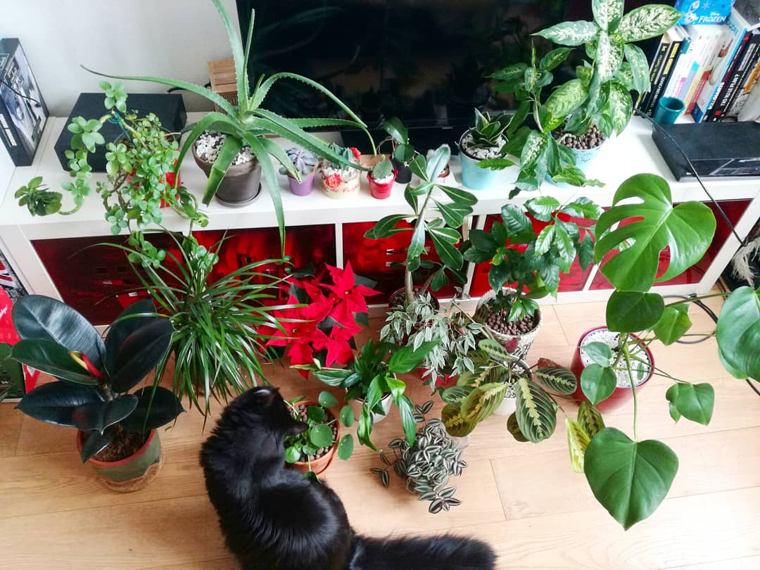 Ces plantes sont idéales (ou dangereuses) quand on possède un chat - Elle  Décoration